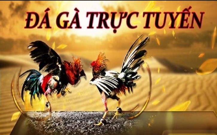 Cách chơi game đá gà online như thế nào